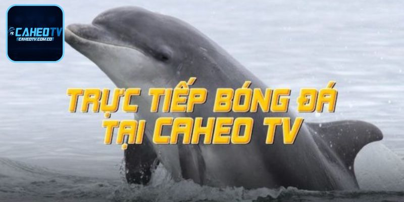 Caheo tv - Link Trực Tiếp Bóng Đá Đỉnh Cao Trên Caheotv 